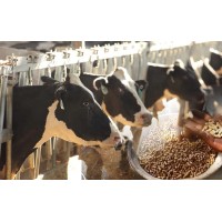 CATTLE FEED logo - Similar company to Nutripurna Cattle Feed