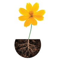 The Roots Of Loneliness Project