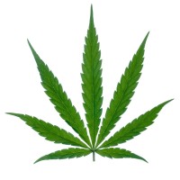 Legalise Cannabis Australia logo - Similar company to So Curious