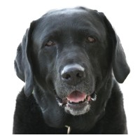 BLACK DOG CONSULTING, INC. logo - Similar company to Group 22