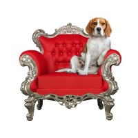 ByBenji Biltong logo - Similar company to This Is Biltong