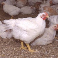ANGE AVICULTURE logo - Similar company to Poulet Royal