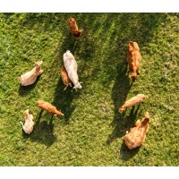 Mulphin Femix Industry Co.,Limited logo - Similar company to Polifar Group Limited