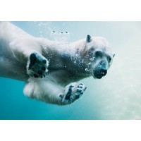 The Zoo Society logo - Similar company to Zoo Labs