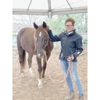 Coaching with horses logo - Similar company to Hildburg