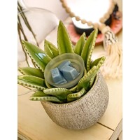 Wickless Wax Lovers logo - Similar company to Proplanet Project