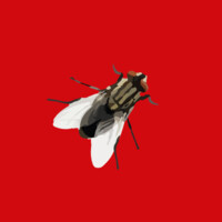 Het bromvliegeffect logo - Similar company to Riverlane Fiscaal Juristen