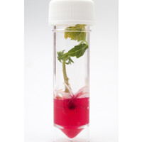 Plantlet Culture