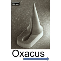 Oxacus logo - Similar company to Oxocare