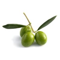 Olive-HR Ltd logo - Similar company to Olive Hr Solutions