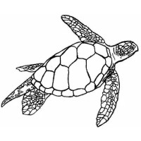 Turtle House Art/Play Centre