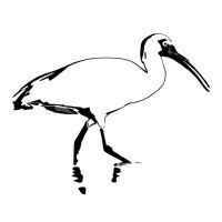 Ibis logo - Similar company to Skrub