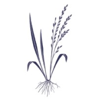 Fitosfera - Regenerative Agriculture logo - Similar company to The Edge Farms, A Local Suburban Philadelphia Farm Using Regenerative Agriculture