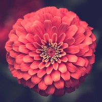 Ahoura Flowers logo - Similar company to Ahoura