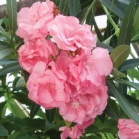Oleander Services
