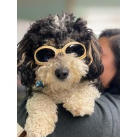 Amboy Avenue Animal Hospital