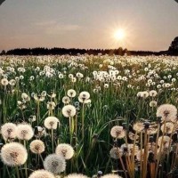 FREE SPIRIT CAMBS logo - Similar company to Free Courses