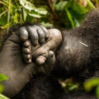 Gorillas of The pearl logo - Similar company to Rural Explorers Uganda