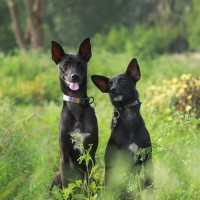 Sniff Stories Pet Photography & Videography logo - Similar company to Ak Creations