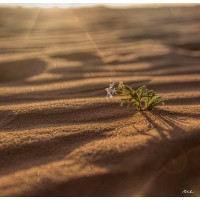 Resilient Mena