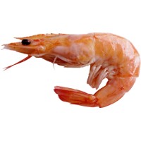 new madina shrimp hatchery logo - Similar company to Sammak Company