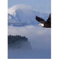 Eagle Forest LLC logo - Similar company to Forest Eagle Llc