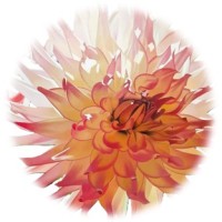 Dahlia Sales