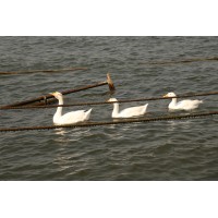 PathGPT logo - Similar company to Aaiway India