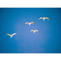 Flock Networks logo - Similar company to Stateshift