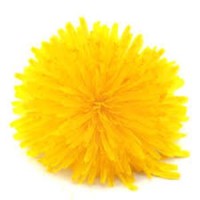 Dandelion Experience