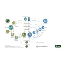 Sustainable Creation Supply
