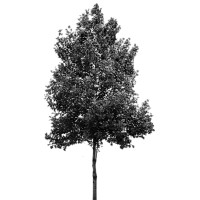 Birch Lane Investment GmbH logo - Similar company to Selfspace