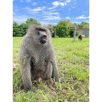 Peaceable Primate Sanctuary logo - Similar company to Peaceable Primate Santuary