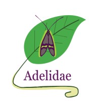 Adelidae logo - Similar company to Faune Et Savoir