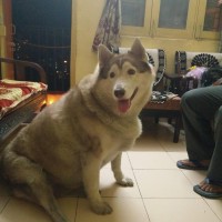 BIG FAT HUSKY MEDIA logo - Similar company to Aurora Productions