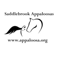 Saddlebrook Appaloosas