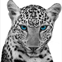 Wildcat Lending, LLC logo - Similar company to Clique By Somarketplaces Ab