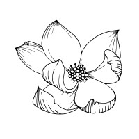 Magnolia Creative, LLC logo - Similar company to Double Up Digital