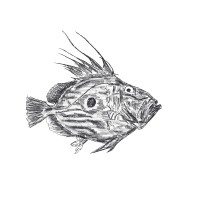 Pysk logo - Similar company to Smales Fish Merchants