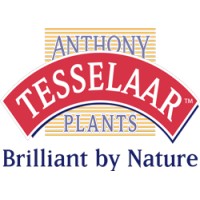 Anthony Tesselaar International logo - Similar company to Osz Kim
