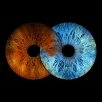 Iris Galerie Sud-Ouest logo - Similar company to William Arribart