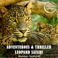 wildlifeindia logo - Similar company to Wildlife Gir Resort