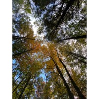The Woods House Collective logo - Similar company to Tech Talks With Madona