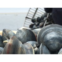 American Shellfish Company logo - Similar company to The Shellfish Company Limited