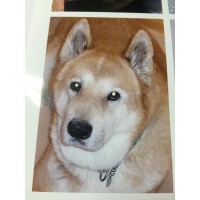 Dr. Baker's Canine System Saver logo - Similar company to Dr Stephen Shainbart