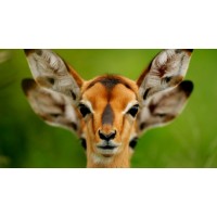 Wildlife Photography - RedTie logo - Similar company to Heiko Mennigen | Wildlife Photographer