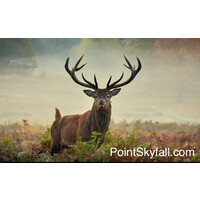 Point Skyfall logo - Similar company to Sampleon Inc