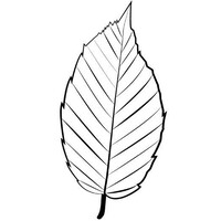 Falling Leaf Film