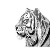 Tiger Wealth Management