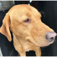 Spud (K9 Detection Superstar) logo - Similar company to Strategic Rail Authority